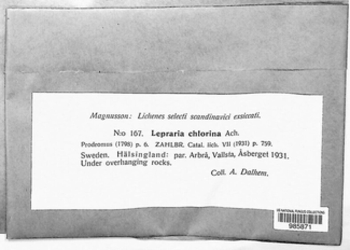Chrysothrix chlorina image